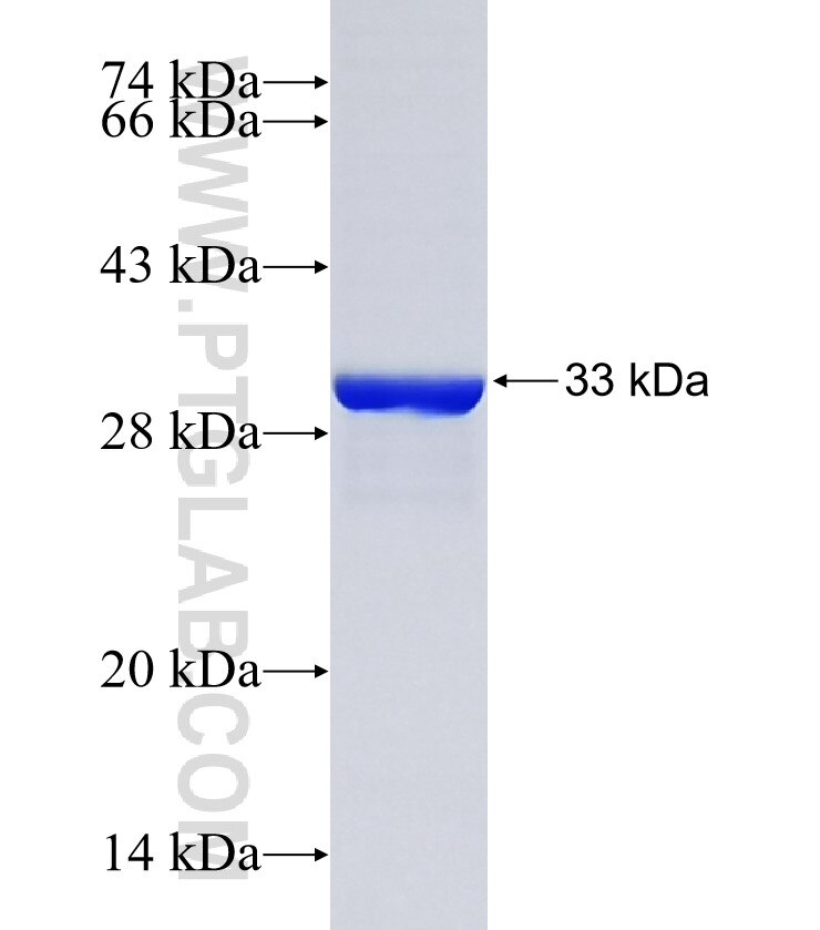 S100A2 fusion protein Ag7719 SDS-PAGE