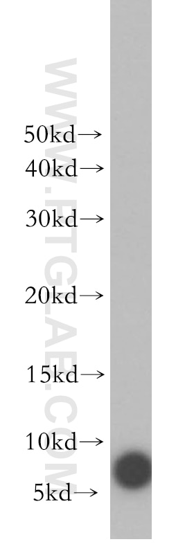 Western Blot (WB) analysis of mouse skin tissue using S100A3 Polyclonal antibody (12343-1-AP)