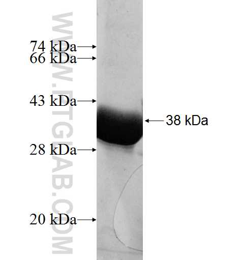 S100A3 fusion protein Ag2995 SDS-PAGE