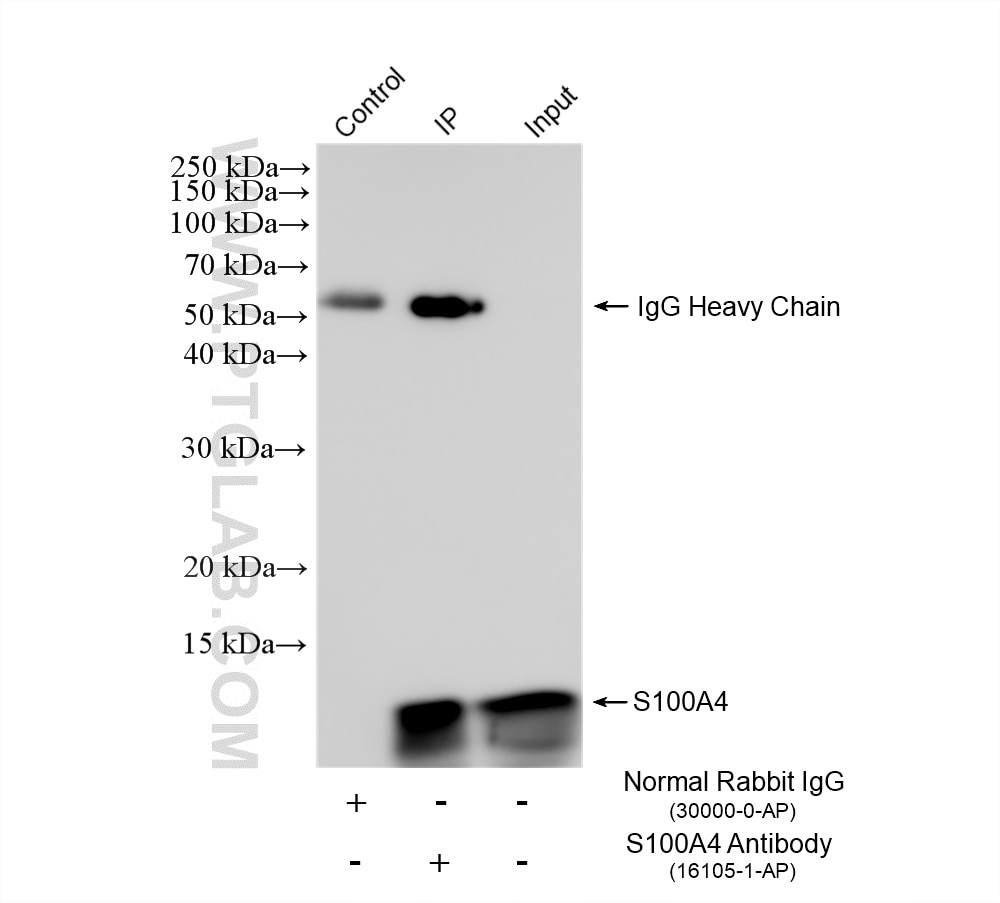 Immunoprecipitation (IP) experiment of A549 cells using S100A4 Polyclonal antibody (16105-1-AP)