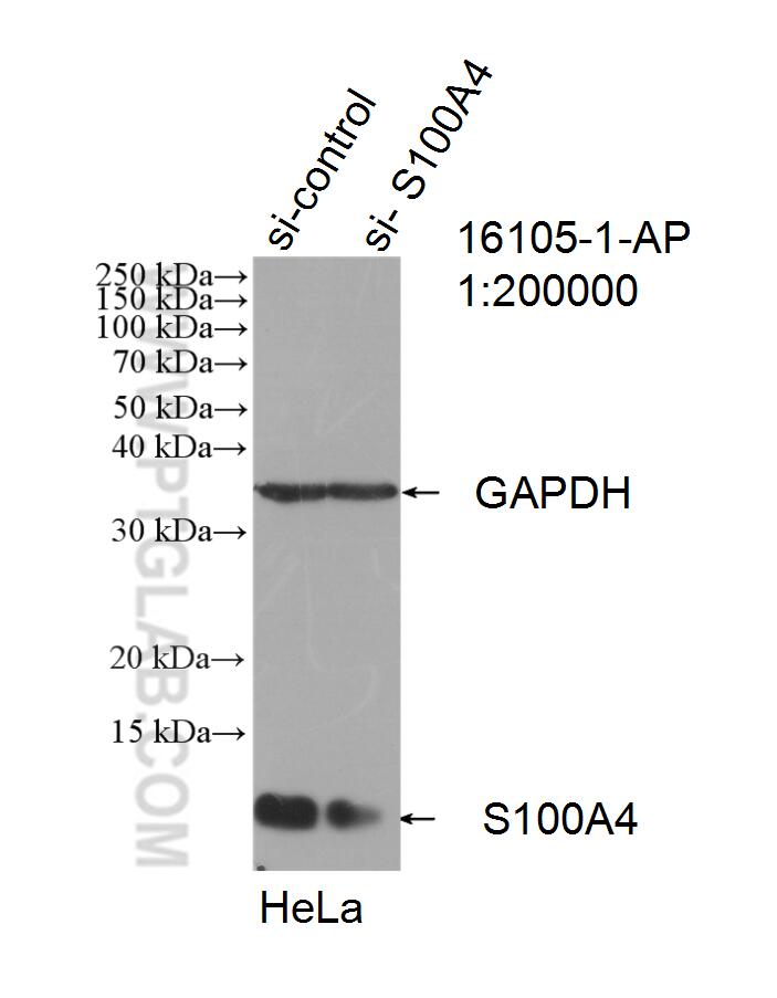 WB analysis of HeLa using 16105-1-AP