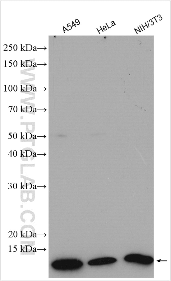 Western Blot (WB) analysis of various lysates using S100A4 Polyclonal antibody (16105-1-AP)