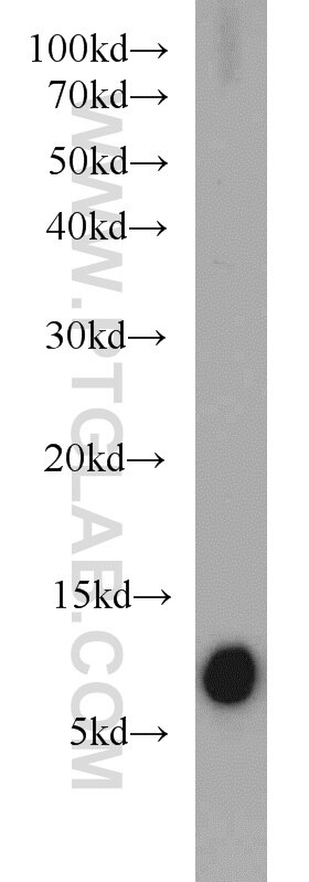 S100A4 Polyclonal antibody