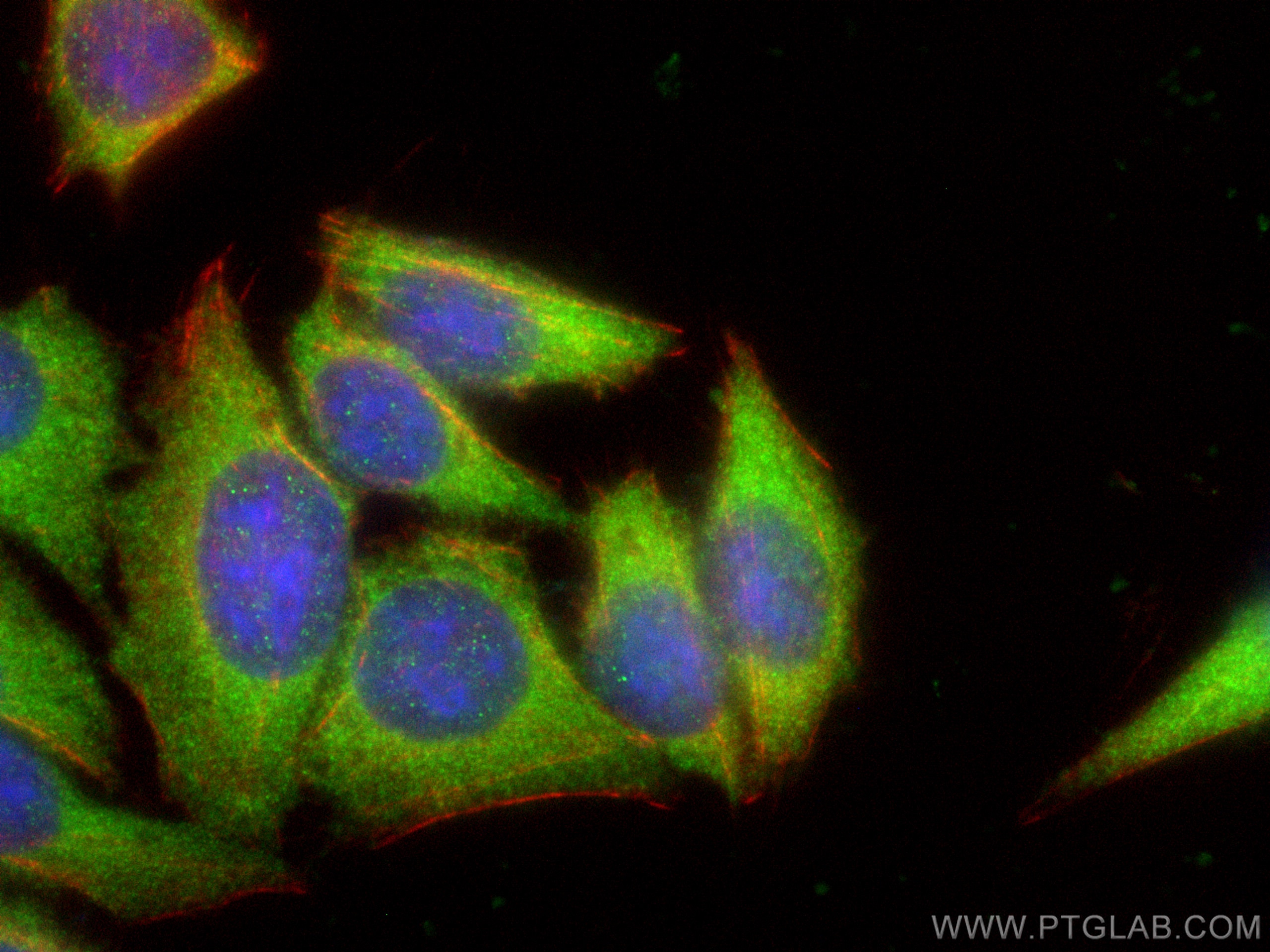 Immunofluorescence (IF) / fluorescent staining of HepG2 cells using S100A4 Monoclonal antibody (66489-1-Ig)