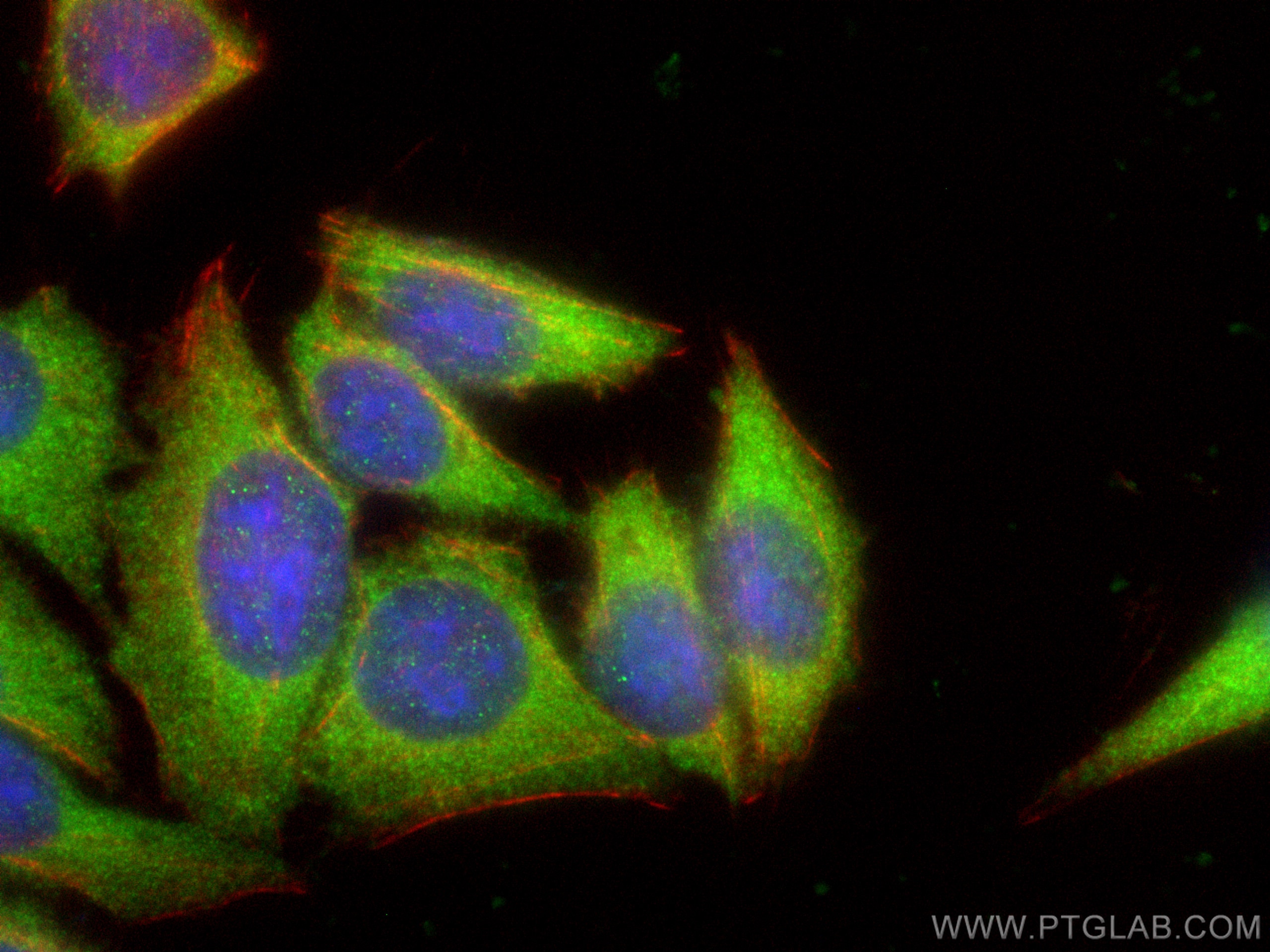 IF Staining of HepG2 using 66489-1-Ig