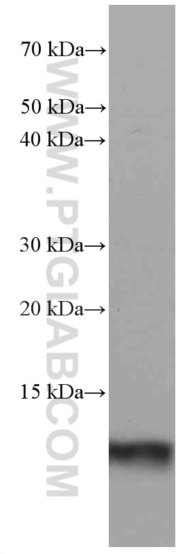 Western Blot (WB) analysis of A549 cells using S100A4 Monoclonal antibody (66489-1-Ig)
