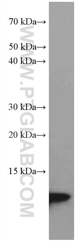 Western Blot (WB) analysis of A375 cells using S100A4 Monoclonal antibody (66489-1-Ig)