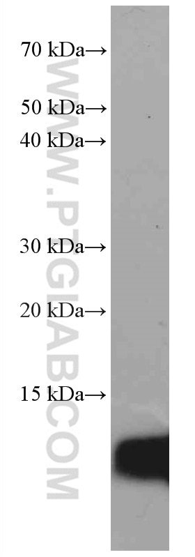 Western Blot (WB) analysis of PC-3 cells using S100A4 Monoclonal antibody (66489-1-Ig)