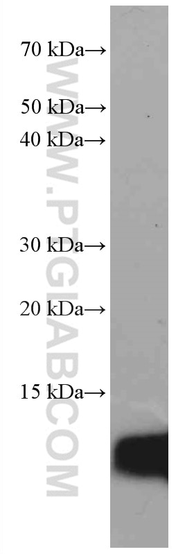 WB analysis of PC-3 using 66489-1-Ig