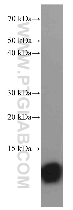 Western Blot (WB) analysis of NIH/3T3 cells using S100A4 Monoclonal antibody (66489-1-Ig)