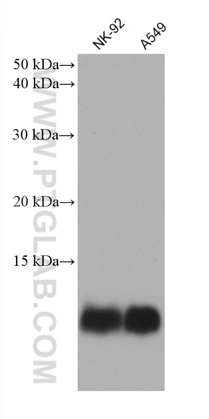 Western Blot (WB) analysis of various lysates using S100A4 Monoclonal antibody (66489-1-Ig)