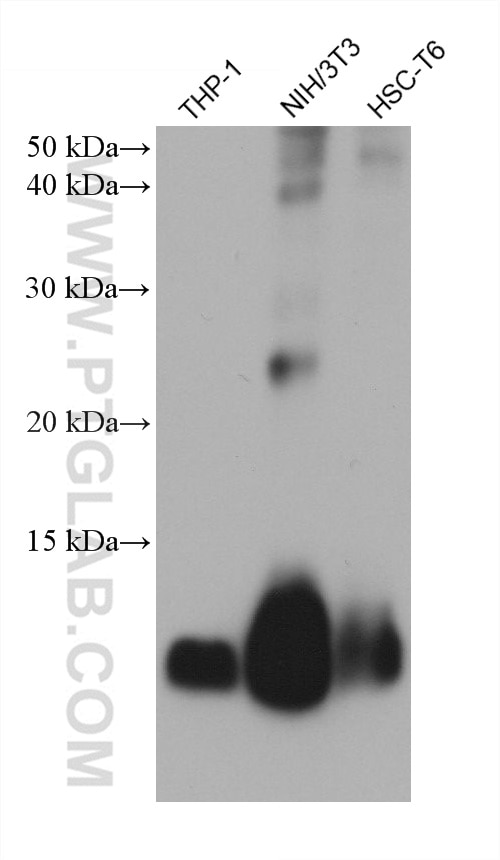 Western Blot (WB) analysis of various lysates using S100A4 Monoclonal antibody (66489-1-Ig)