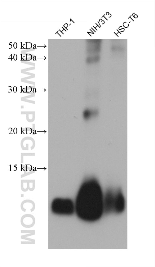 WB analysis using 66489-1-Ig