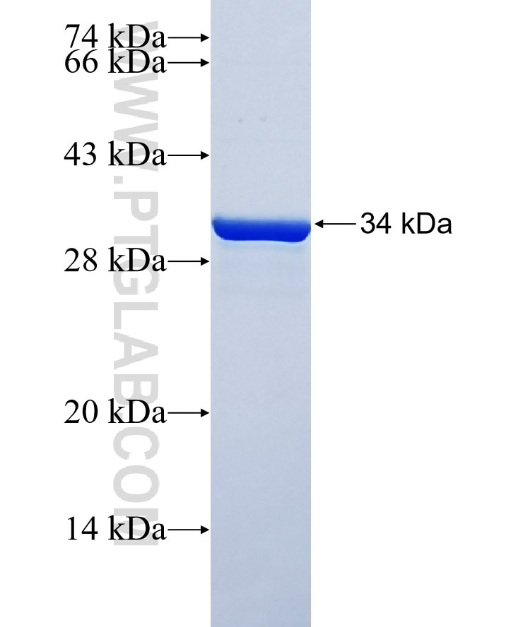S100A4 fusion protein Ag9019 SDS-PAGE