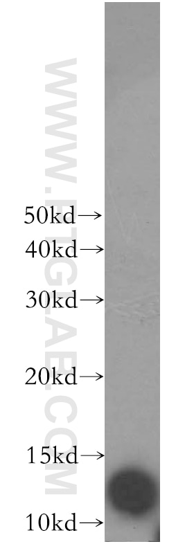 WB analysis of HepG2 using 17924-1-AP