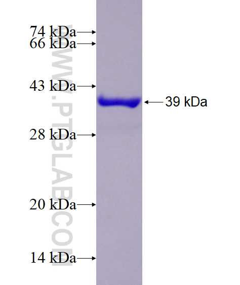 S100A5 fusion protein Ag12342 SDS-PAGE