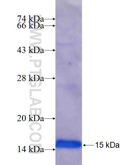 S100A5 fusion protein Ag12519 SDS-PAGE