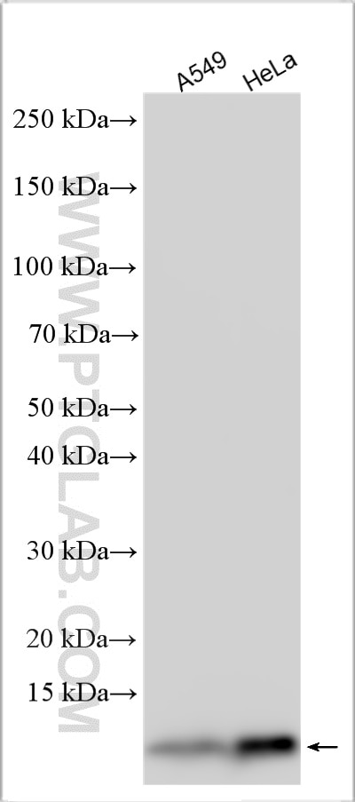 Western Blot (WB) analysis of various lysates using S100A6 Polyclonal antibody (10245-1-AP)