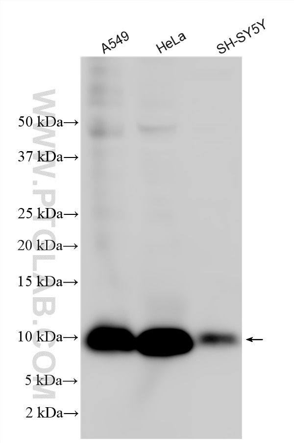 Western Blot (WB) analysis of various lysates using S100A6 Polyclonal antibody (10245-1-AP)