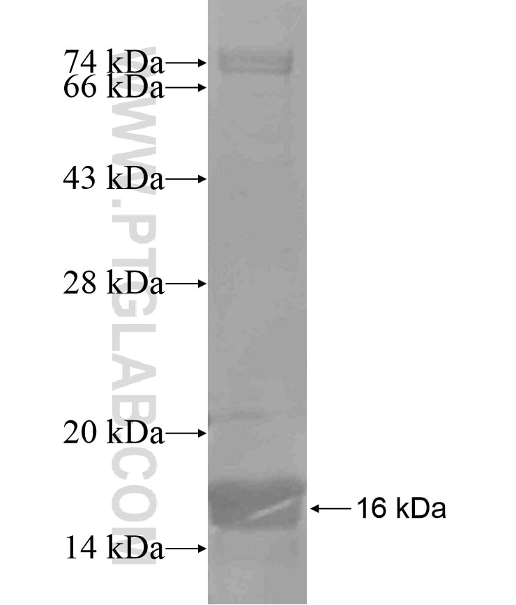 S100A6 fusion protein Ag17606 SDS-PAGE