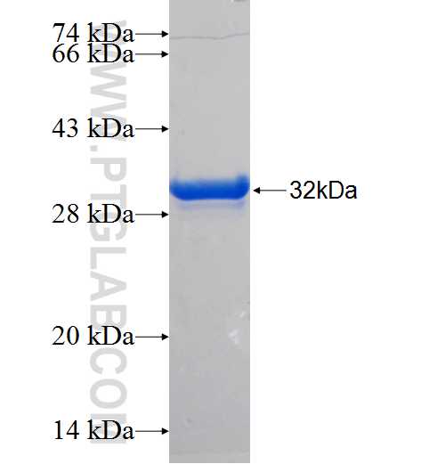 S100A7 fusion protein Ag24717 SDS-PAGE