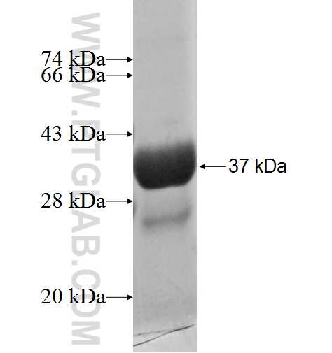 S100A7 fusion protein Ag3738 SDS-PAGE