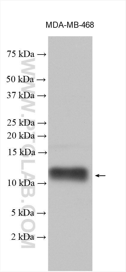 Western Blot (WB) analysis of MDA-MB-468 cells using S100A7/Psoriasin Polyclonal antibody (26656-1-AP)