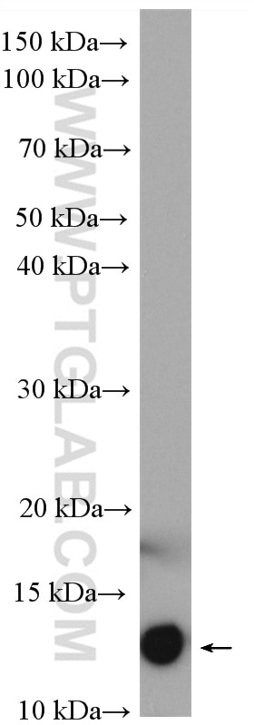 WB analysis of THP-1 using 15792-1-AP