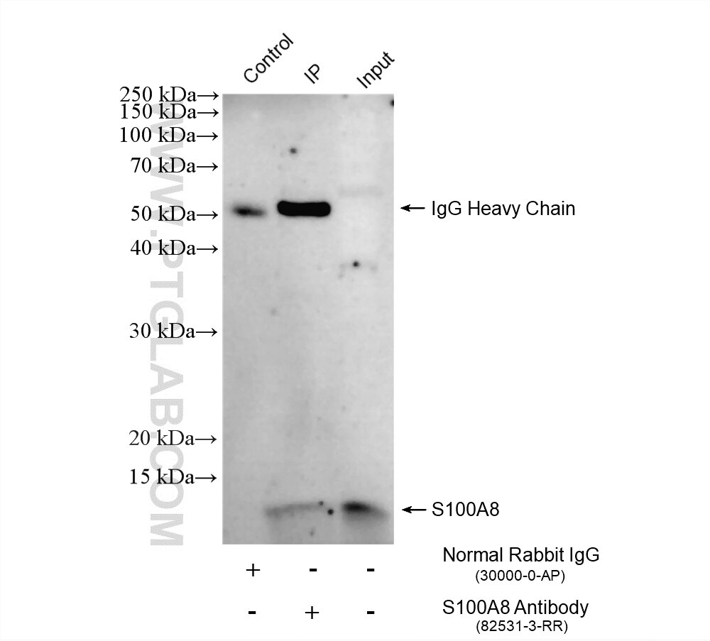 IP result of anti-S100A8 (IP:82531-3-RR, 4ug; Detection:82531-3-RR 1:600) with MCF-7 cells lysate 1400 ug. Immunoprecipitation (IP) experiment of MCF-7 cells using S100A8 Recombinant monoclonal antibody (82531-3-RR)