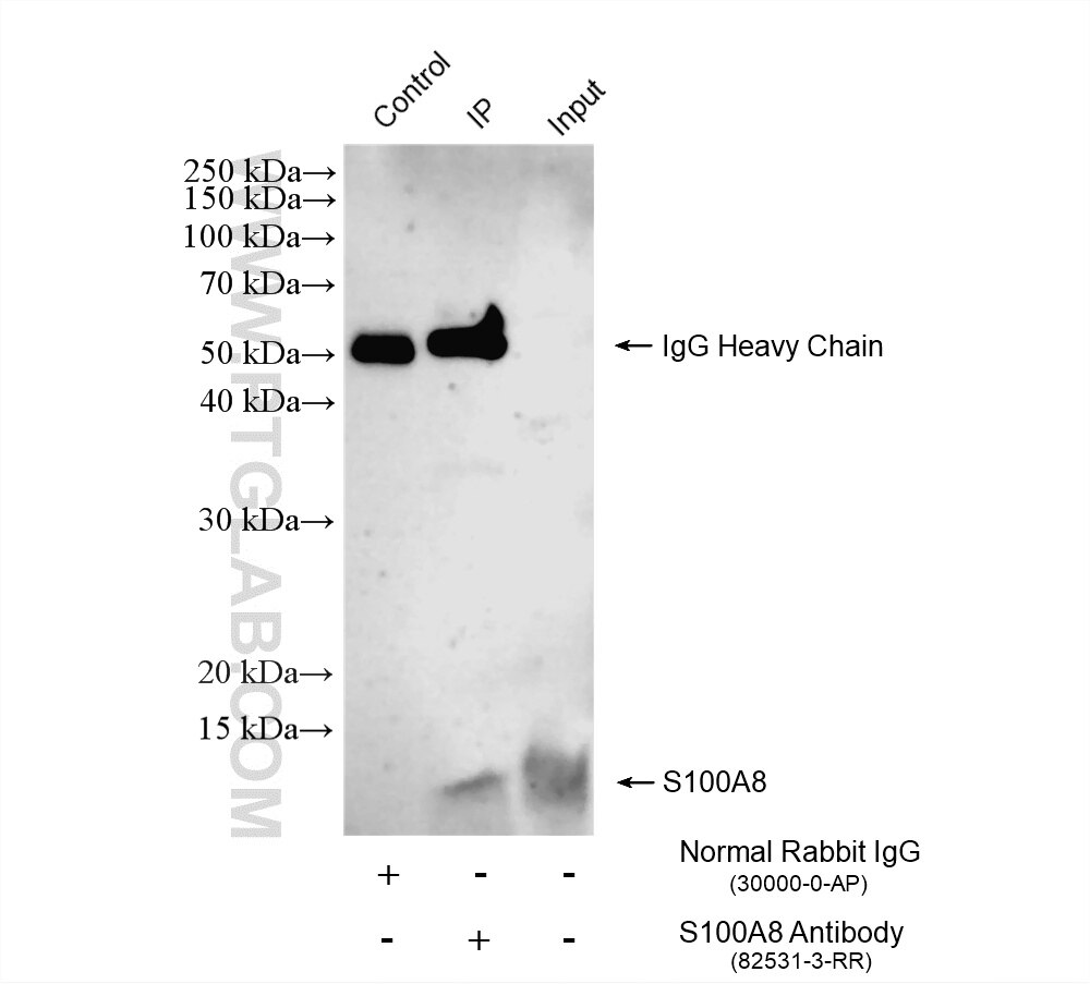 IP result of anti-S100A8 (IP:82531-3-RR, 4ug; Detection:82531-3-RR 1:600) with HL-60 cells lysate 1800 ug. Immunoprecipitation (IP) experiment of HL-60 cells using S100A8 Recombinant monoclonal antibody (82531-3-RR)