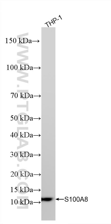 WB analysis of THP-1 using 82531-3-RR Western Blot (WB) analysis of THP-1 cells using S100A8 Recombinant monoclonal antibody (82531-3-RR)