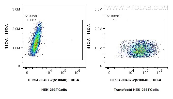 1x10^6 untransfected or S100A8-transfected HEK-293T cells were intracellularly stained with 0.25 ug CoraLite®594 Anti-Mouse S100A8 Rabbit RecAb (CL594-98467-2, Clone: 250113D8). Cells were fixed with 4% PFA and permeabilized with Flow Cytometry Perm Buffer (PF00011-C). Flow cytometry (FC) experiment of Transfected HEK-293T cells using CoraLite®594 Anti-Mouse S100A8 Rabbit Recombinant (CL594-98467-2)