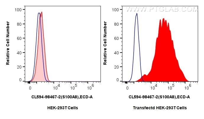1x10^6 untransfected or S100A8-transfected HEK-293T cells were intracellularly stained with 0.25 ug CoraLite®594 Anti-Mouse S100A8 Rabbit RecAb (CL594-98467-2, Clone: 250113D8) (red), or 0.25 ug CoraLite®594 Rabbit IgG Isotype Control RecAb (CL594-98136, Clone: 240953C9) (blue). Cells were fixed with 4% PFA and permeabilized with Flow Cytometry Perm Buffer (PF00011-C). Flow cytometry (FC) experiment of Transfected HEK-293T cells using CoraLite®594 Anti-Mouse S100A8 Rabbit Recombinant (CL594-98467-2)