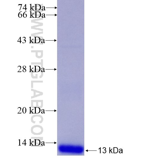 S100A8 fusion protein Ag8517 SDS-PAGE