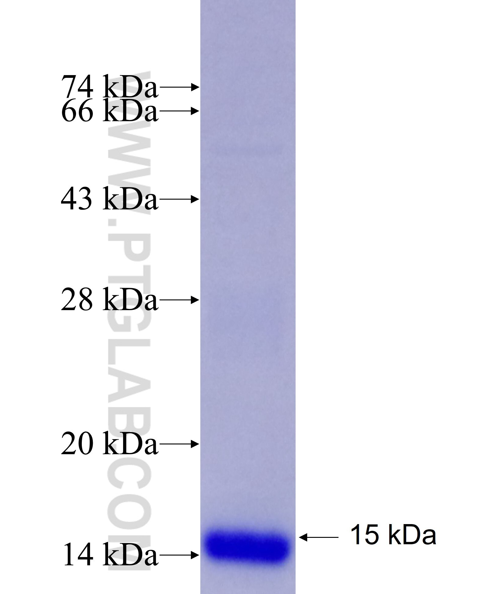 S100A8 fusion protein Ag8517 SDS-PAGE