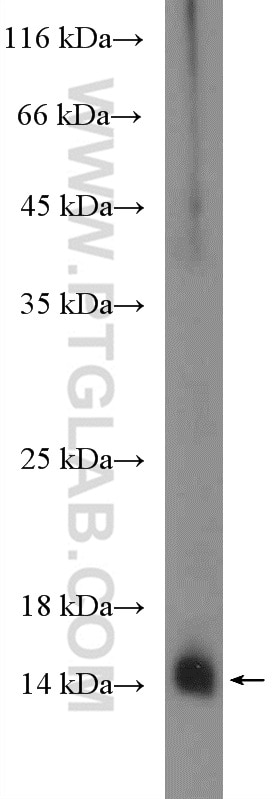 Western Blot (WB) analysis of mouse spleen tissue using S100A9 Polyclonal antibody (14226-1-AP)