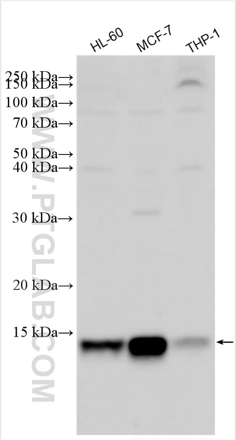 Western Blot (WB) analysis of various lysates using S100A9 Polyclonal antibody (26992-1-AP)