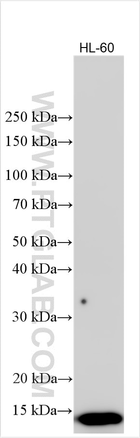 S100A9
