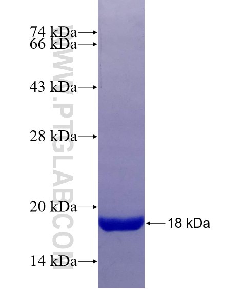 S100A9 fusion protein Ag5574 SDS-PAGE