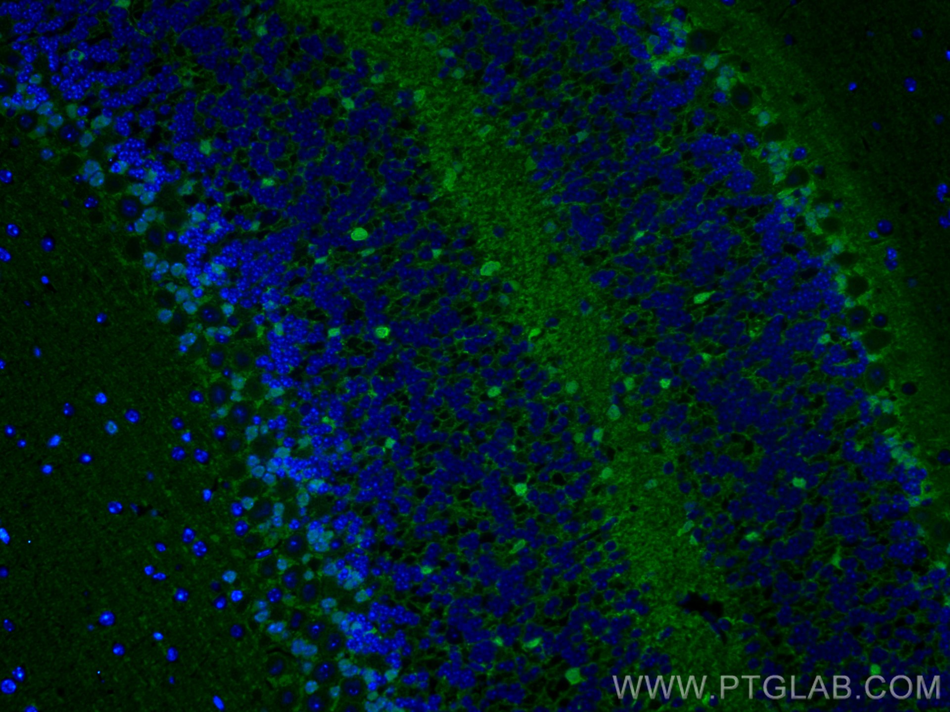 Immunofluorescence (IF) / fluorescent staining of mouse cerebellum tissue using S100 Beta Polyclonal antibody (15146-1-AP)
