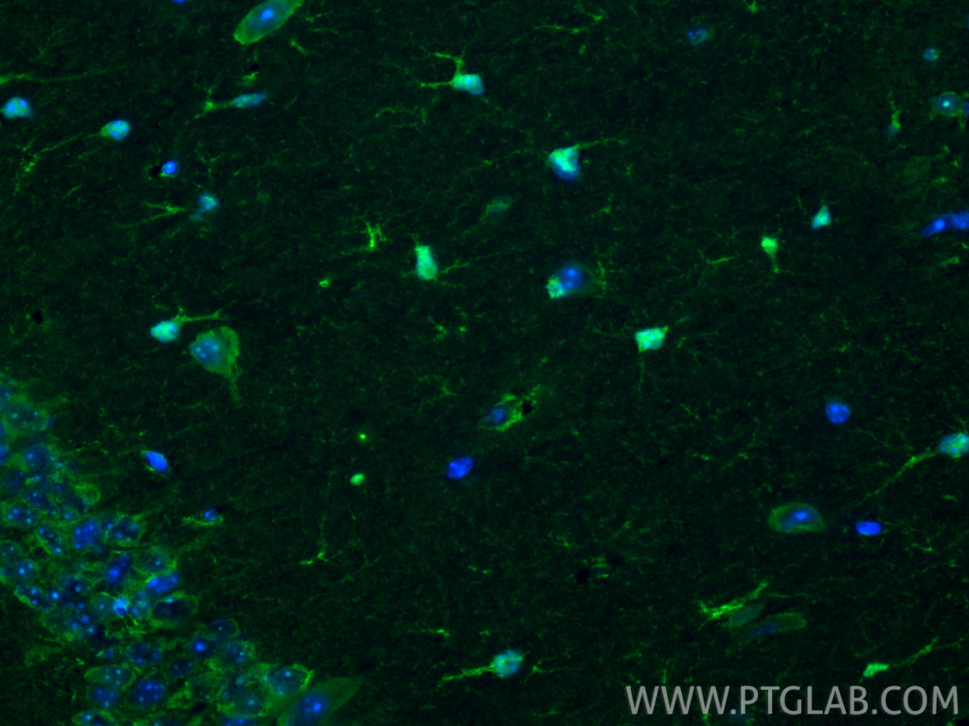 Immunofluorescence (IF) / fluorescent staining of mouse brain tissue using S100B Polyclonal antibody (15146-1-AP)