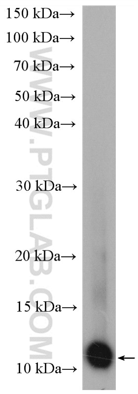Western Blot (WB) analysis of U-251 cells using S100 Beta Polyclonal antibody (15146-1-AP)