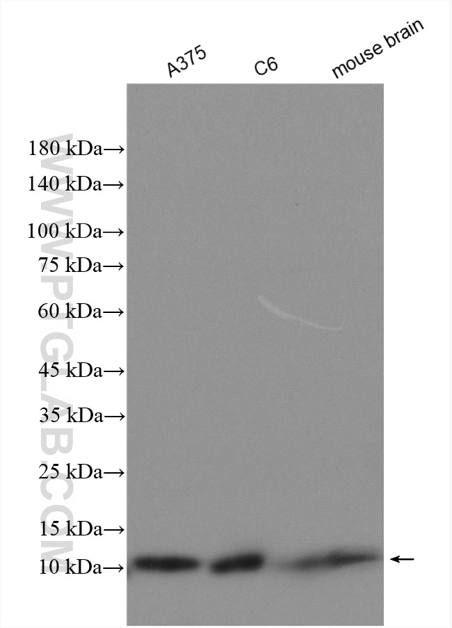 Western Blot (WB) analysis of various lysates using S100 Beta Polyclonal antibody (15146-1-AP)