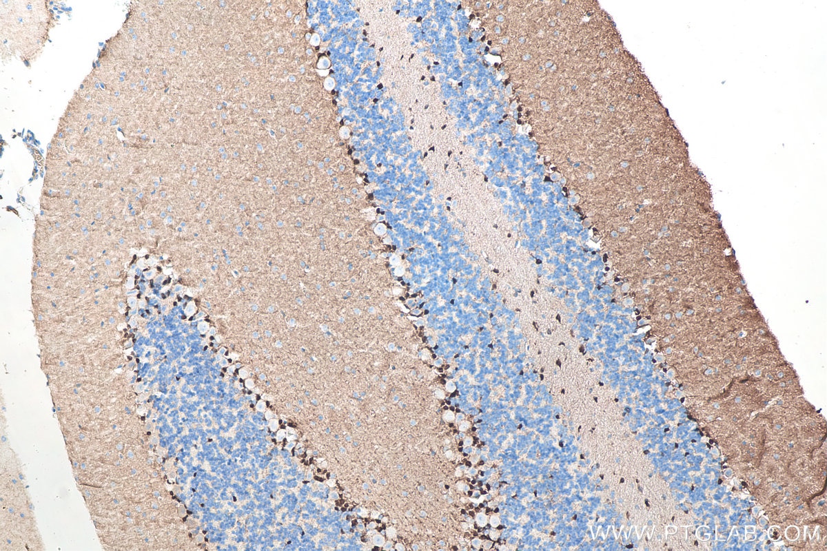 IHC staining of mouse cerebellum using 66616-1-Ig Immunohistochemistry (IHC) staining of mouse cerebellum tissue using S100B Monoclonal antibody (66616-1-Ig)