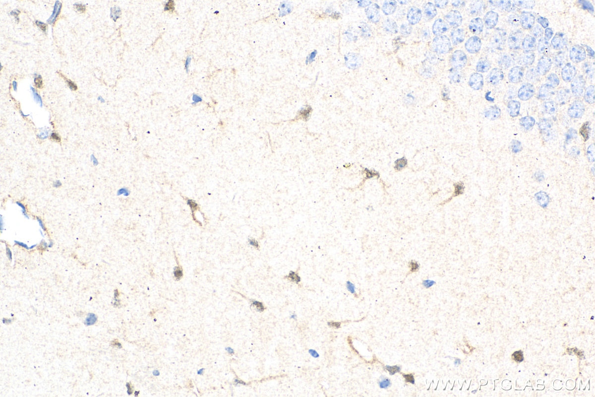 IHC staining of mouse brain using 66616-1-Ig