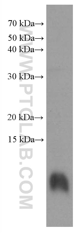 Western Blot (WB) analysis of C6 cells using S100 Beta Monoclonal antibody (66616-1-Ig)