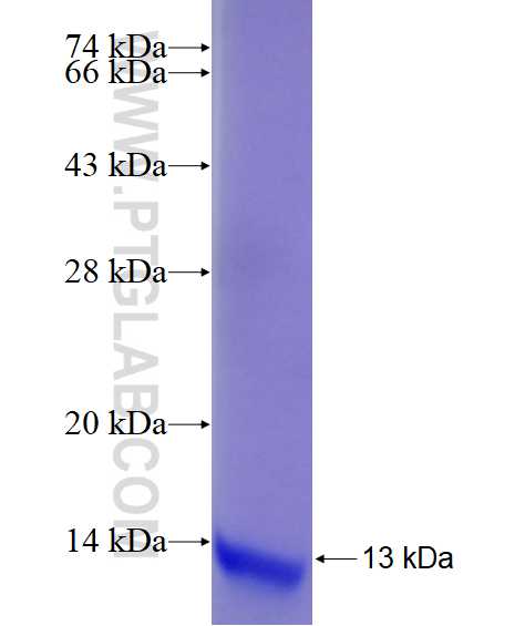 S100B fusion protein Ag28884 SDS-PAGE