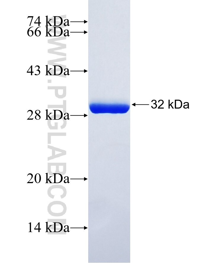S100G fusion protein Ag13109 SDS-PAGE