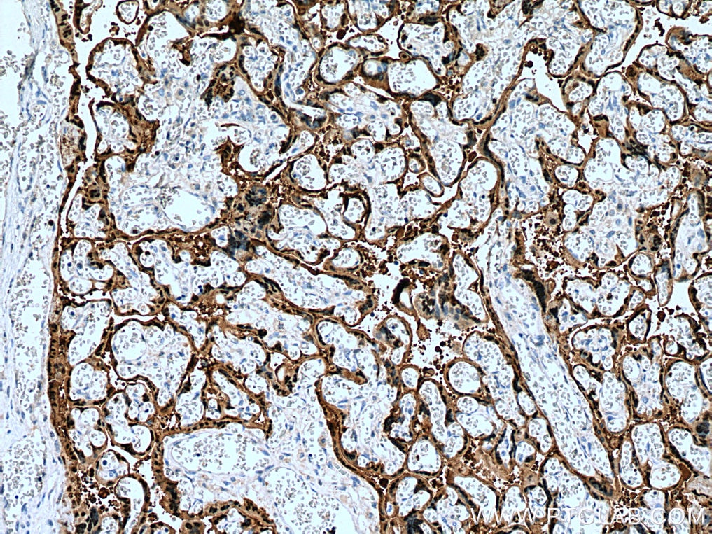 Immunohistochemistry (IHC) staining of human placenta tissue using S100P Monoclonal antibody (67485-1-Ig)
