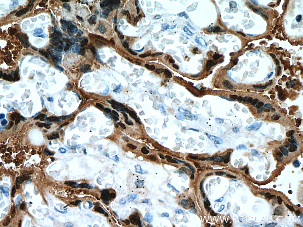 Immunohistochemistry (IHC) staining of human placenta tissue using S100P Monoclonal antibody (67485-1-Ig)